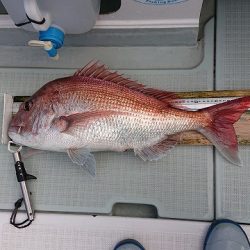 フィッシングボートACE(エース) 釣果