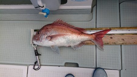 フィッシングボートACE(エース) 釣果