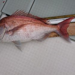 フィッシングボートACE(エース) 釣果