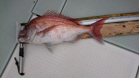 フィッシングボートACE(エース) 釣果