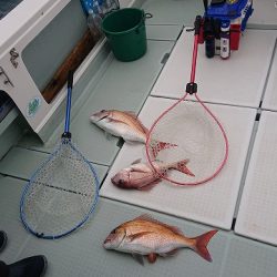 フィッシングボートACE(エース) 釣果