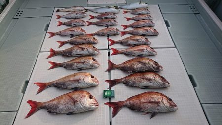 フィッシングボートACE(エース) 釣果