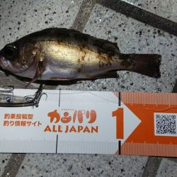 プラッキングメバル in 広島！　ナダ(nadar)コリーインプレに岸田様が挑戦！