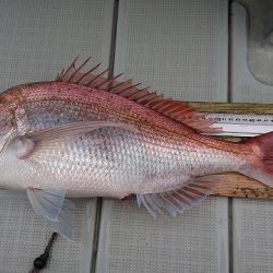 フィッシングボートACE（エース） 釣果