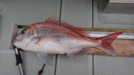 フィッシングボートACE（エース） 釣果