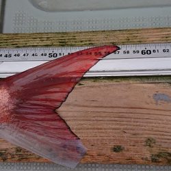 フィッシングボートACE（エース） 釣果