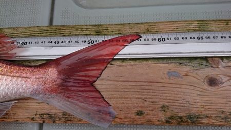 フィッシングボートACE（エース） 釣果