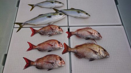 フィッシングボートACE(エース) 釣果