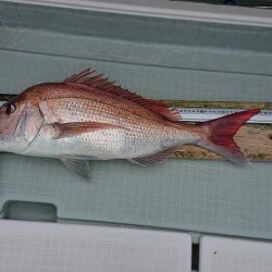 フィッシングボートACE(エース) 釣果