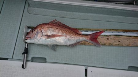 フィッシングボートACE(エース) 釣果