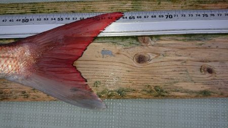 フィッシングボートACE(エース) 釣果