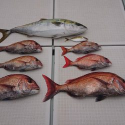 フィッシングボートACE(エース) 釣果