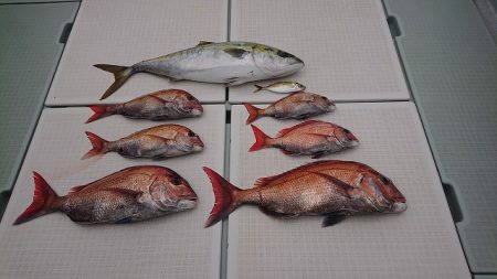 フィッシングボートACE（エース） 釣果