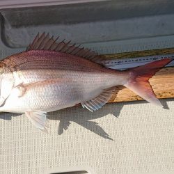 フィッシングボートACE(エース) 釣果