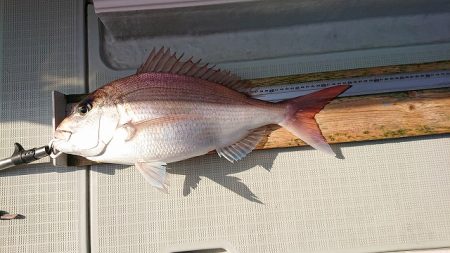 フィッシングボートACE(エース) 釣果