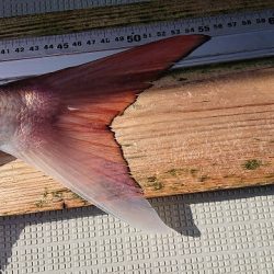 フィッシングボートACE(エース) 釣果