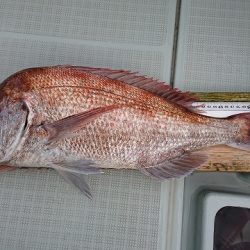 フィッシングボートACE(エース) 釣果