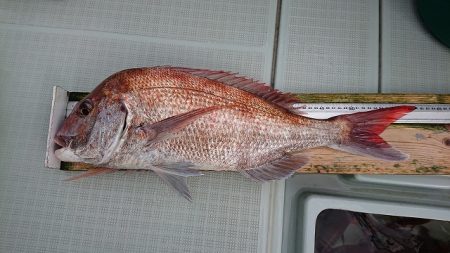 フィッシングボートACE(エース) 釣果