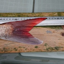 フィッシングボートACE(エース) 釣果