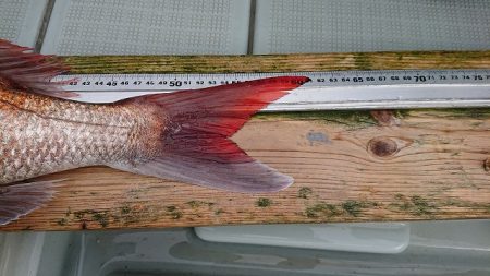 フィッシングボートACE(エース) 釣果