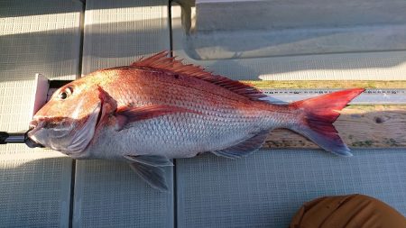 フィッシングボートACE（エース） 釣果