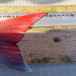 フィッシングボートACE（エース） 釣果