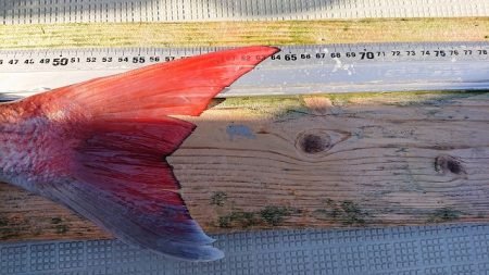 フィッシングボートACE（エース） 釣果