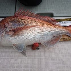 フィッシングボートACE（エース） 釣果