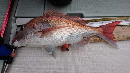 フィッシングボートACE（エース） 釣果