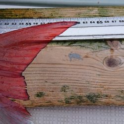 フィッシングボートACE（エース） 釣果