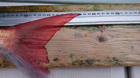 フィッシングボートACE（エース） 釣果