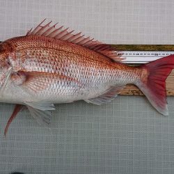 フィッシングボートACE（エース） 釣果