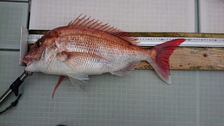 フィッシングボートACE（エース） 釣果