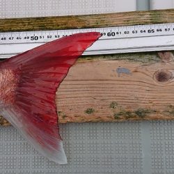 フィッシングボートACE（エース） 釣果