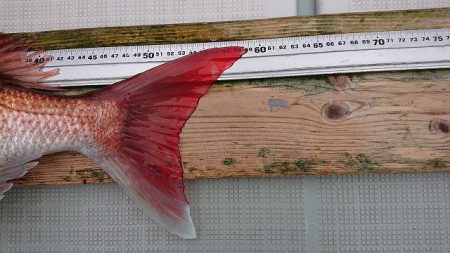 フィッシングボートACE（エース） 釣果