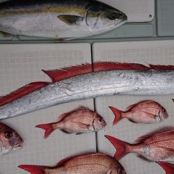 フィッシングボートACE（エース） 釣果