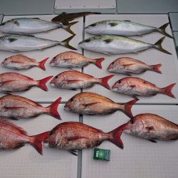 フィッシングボートACE(エース) 釣果