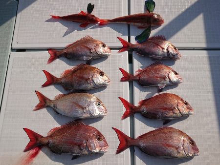 フィッシングボートACE（エース） 釣果