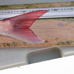 フィッシングボートACE(エース) 釣果