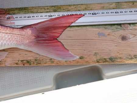 フィッシングボートACE(エース) 釣果