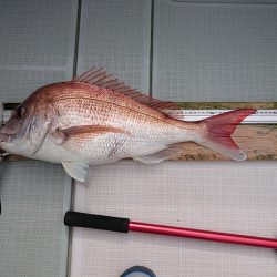 フィッシングボートACE(エース) 釣果