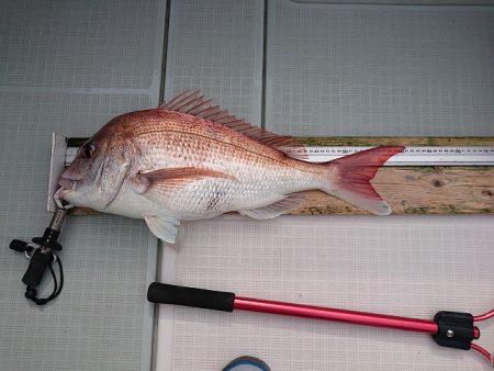 フィッシングボートACE(エース) 釣果