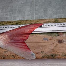 フィッシングボートACE(エース) 釣果