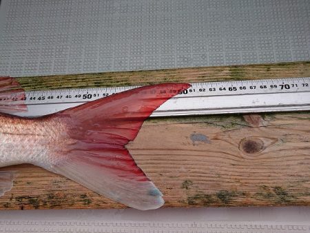 フィッシングボートACE(エース) 釣果