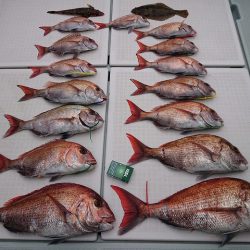 フィッシングボートACE(エース) 釣果