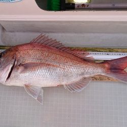 フィッシングボートACE(エース) 釣果