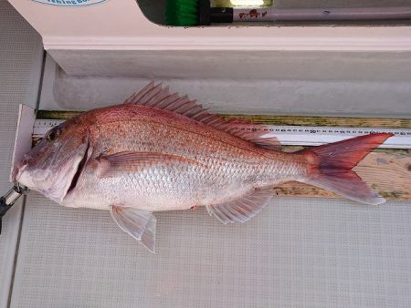 フィッシングボートACE(エース) 釣果