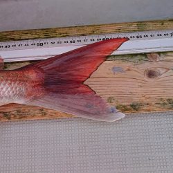 フィッシングボートACE(エース) 釣果