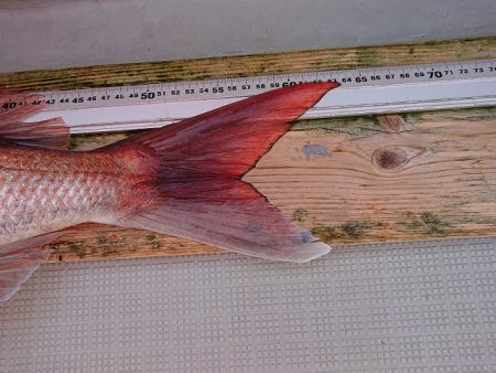 フィッシングボートACE(エース) 釣果