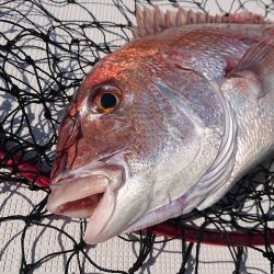 フィッシングボートACE(エース) 釣果